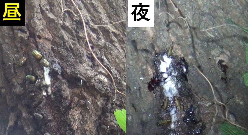 クヌギの樹液 昼の顔と夜の顔_東京多摩地区・団地前のクヌギ_2024年7月9日昼、夜